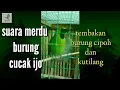 Download Lagu Suara merdu cucak ijo tembakan isian burung cipoh/sirtu dan kutilang