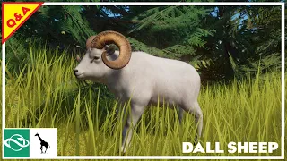 dall sheep ep50 q u0026a special planet zoo panthera zoo s1 e50
