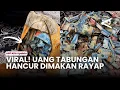 Lagu Viral! Uang dalam celengan hancur digerogoti rayap