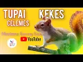 Download Lagu Suara TUPAI KEKES CELEMES GACOR Pancingan Masteran suara  Pikat suara Jernih Panjang rol tembak 🐿️!