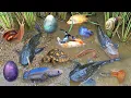 Download Lagu Kleurrijke siervisschep, koi-vissen, schattige goudvissen, komeetvissen, goerami-vissen, Brazilia...