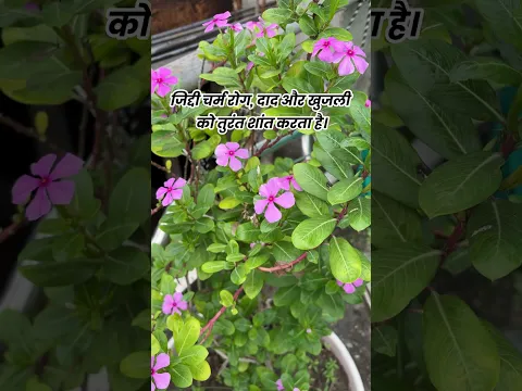 भयंकर चर्म रोग और दाद खाज का काल! Sadabahar Skin Cureसदाबहार Periwinkle का यह गुप्त आयुर्वेदिक लेप ज