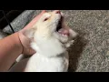 Dad Comforting His Cat During a Seizure