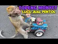 Download Lagu FUNNY MONKEY TOPENG MONYET LUCU FULL ATTRACTION JUAL PENTOL 