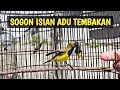 Lagu Sogon isian lovebird VS Sogon isian pleci adu tembakan