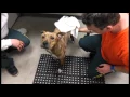 Second chance for dogs and inmates at Jamesville Correctional Facility