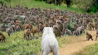 1000 МАЙМЫЛ 1 ИТКЕ ҚАРСЫ