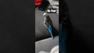 This Bird Has NO FEAR Whatsoever 