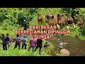 Download Lagu BERBURU BABI YANG MENEGANGKAN‼️‼️PERBURUAN BABI DIPINGGIR SUNGAI YANG SANGAT LUAR BIASA