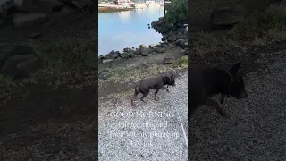 GOOD MORNING .. #fyp #vlog #pets #sailing #dream