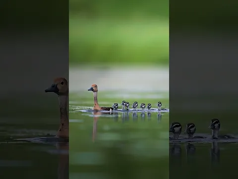 Rate their cuteness from 1-5🐥. #aparupadey #wildlife #nature #lesserwhitslingduck #cute #rating