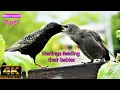 Starlings feeding their chicks P1 starling bird s variety of calls and sounds