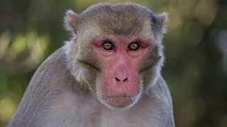 Monkey Sound صوت قرد 