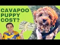 How Much Does a Cavapoo Cost Cavoodle and Cavapoo Price