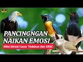 TERBUKTI AMPUH, MERANGSANG EMOSI TLEDEKAN GUNUNG, SRDC DAN KACER