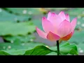Download Lagu lirik lagu Buddhis || Bahagia Sejati || Buddhist song || Indonesia