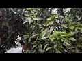 how do you treat mango plant diseases in the pictures