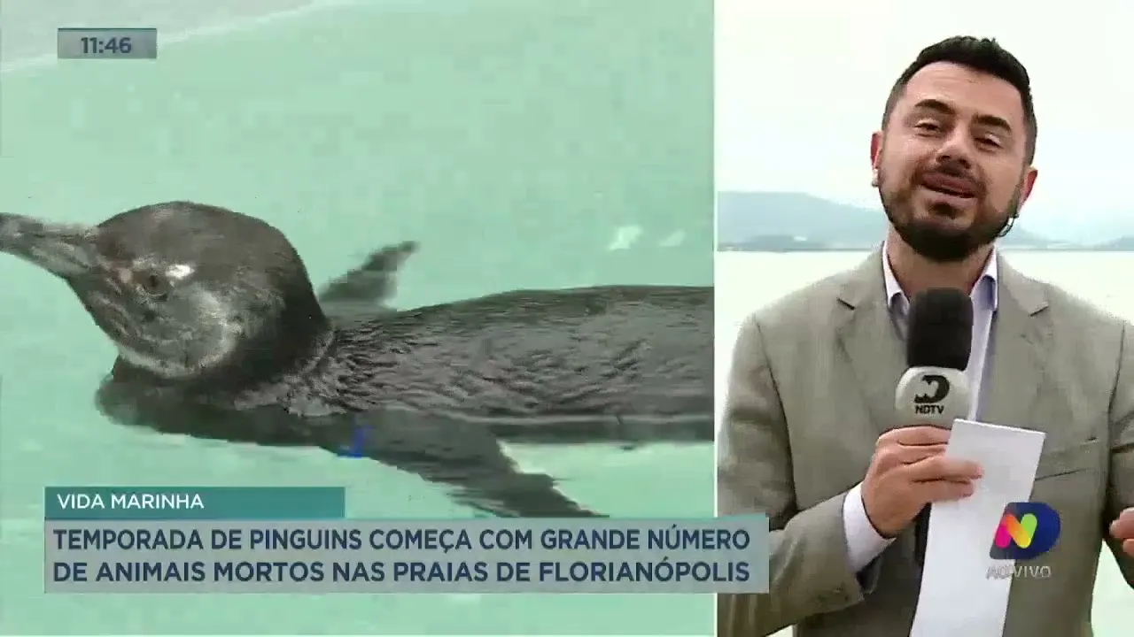 Temporada de pinguins começa com grande número de animais mortos nas praias de Florianópolis