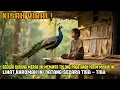 Download Lagu VIRAL! SEEKOR BURUNG MERAK INI MEMINTA TOLONG PADA ANAK YATIM MISKIN INI LIHAT KAROMAH INI DATANG
