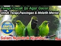 Download Lagu TERAPI CUCAK IJO AGAR GACOR