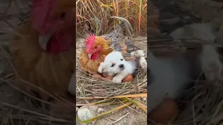 يا بختك لو لقيت بختك 