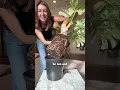 Have you seen these giant Monstera Thai Constellations around