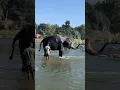 Download Lagu #Elephant bathing #Hampi #TBRiver