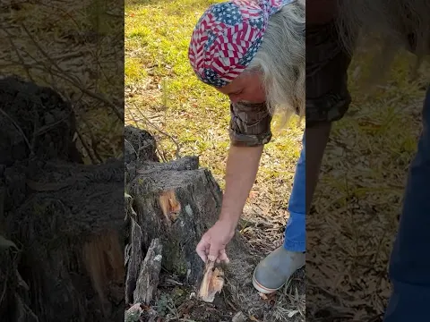 Fat Pine For the Campfire!