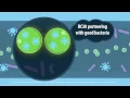 How do Digestive Advantage Daily Probiotic Capsules Work