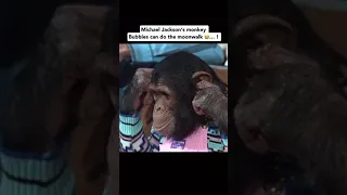 Michael Jackson s Monkey Can Do The Moonwalk Tiktok applehead yuh