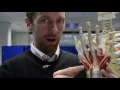 Hand wrist bones muscles of the hand