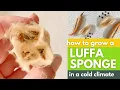 Growing Luffa Sponges in Cold Climates