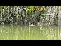 Download Lagu mancing ikan nila disini harus bawa umpan lumut yang banyak