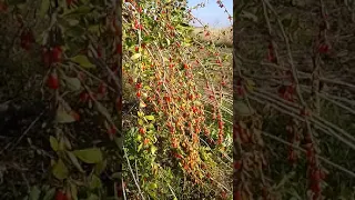 годжи выращивание уход 