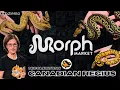 Ball Python Morphs You Can t Sleep On In 2026