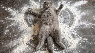 He Made The Biggest Mess | This Is Your Daily Dose of Cats Day 128