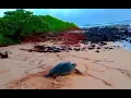 'The Turtle's Pace'