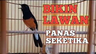 Download Ampuh ||  Pancingan Murai Batu Ini Bikin Lawan Langsung Panas Seketika MP3