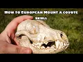How to European Mount a Coyote Skull Duke Traps Coyote Trapping