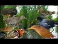 Download Lagu SUARA PIKAT BURUNG SAWAH RIBUT