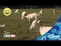 Download Lagu Just Like Me! | McSeagull - Kinderboerderij | Disney Channel NL
