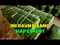 Download Lagu Agrotek | Daun Pisang Siap Export Dan Ini Tips Cara Export Daun Pisang