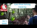 Cara Pikat Burung Cucak Ijo Liar