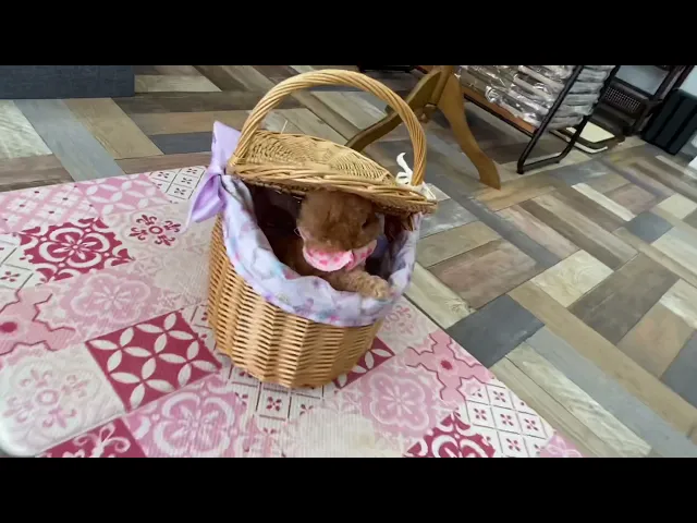 動画
