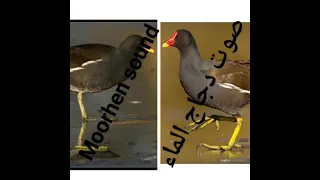 صوت دجاج الماء Moorhen Water Sound  صوت دجاج الماء Moorhen Water Sound