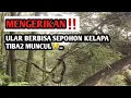 Lagu MENGERIKAN..‼ULAR BERBISA SEPOHON KELAPA TIBA2 MUNCUL,HAMPIR AJA..😭#VIRAL#YLARBESAR#FYP