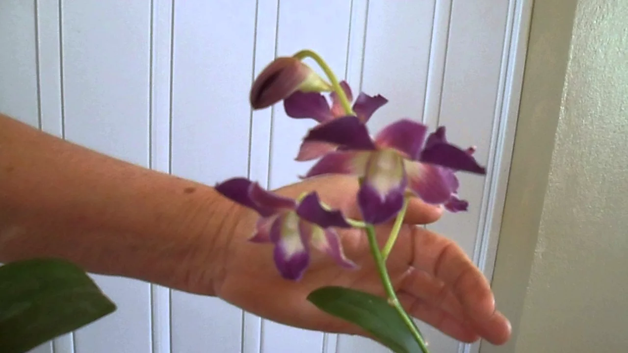 DIFERENÇA ENTRE ESPÉCIES DE ORQUÍDEA