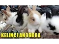 Download Lagu Kelinci Anggora - Lucunya Kelinci Anggora - Kelinci Lucu