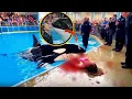 Download Lagu Jessica Radcliffe 🐋 warned the team — The orca gave a terrifying signal at the last show