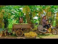 Download Lagu Walk Around The Home Garden To Harvest Fruits And Bananas With My Brother To Sell At The Market,Farm